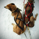 Illustration for article titled Where the Dogs Are: A Dogsledding Photo Diary